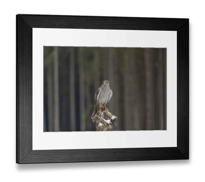 Framed Print : Northern goshawk, Accipiter gentilis
