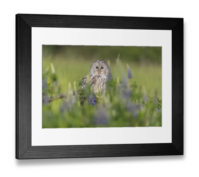 Framed Print : One Ural owl (Strix uralensis) sitting on a branch lying in a field of flowering lupines in late evening light