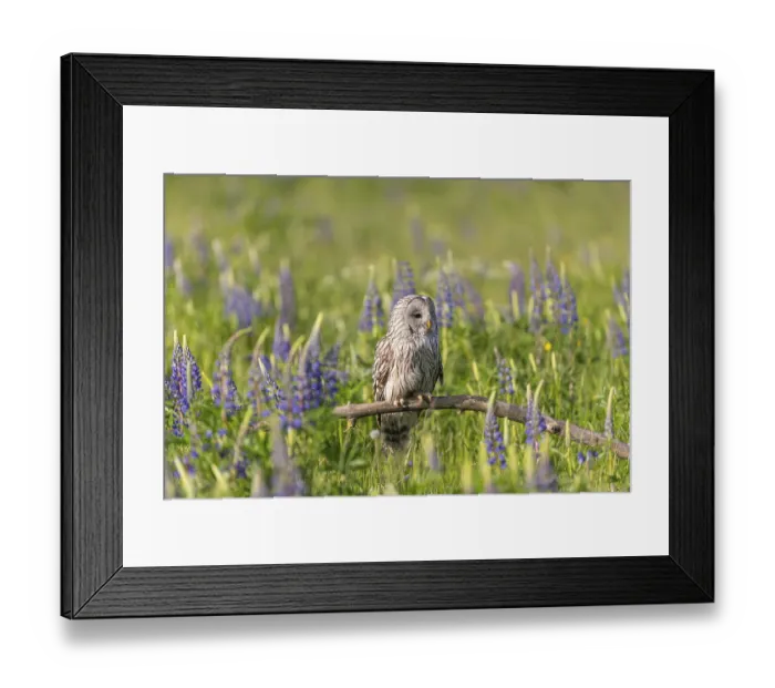 Framed Print : One Ural owl (Strix uralensis) sitting on a branch lying in a field of flowering lupines in late evening light
