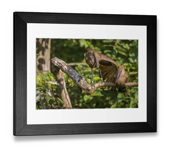Framed Print : A hamerkop (Scopus umbretta) rests on a branch of a tree