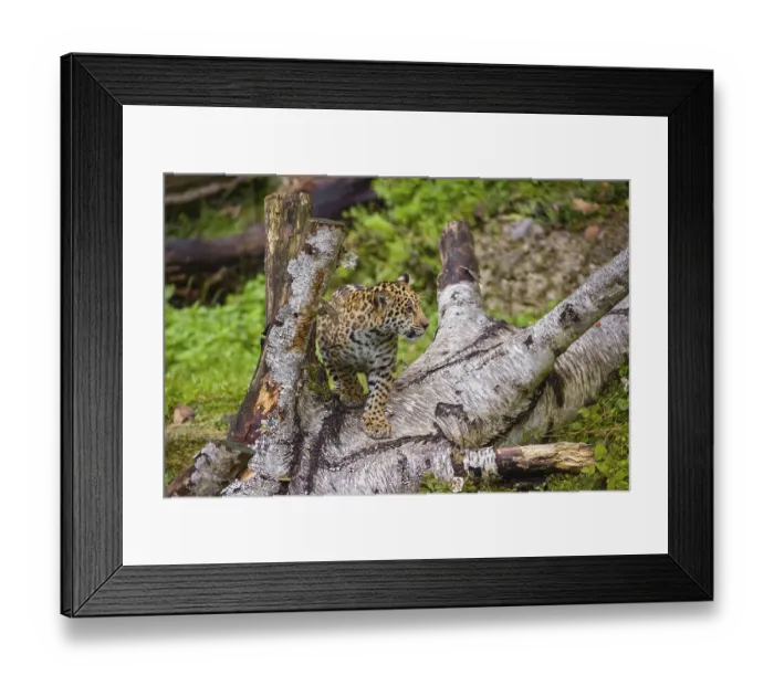Framed Print : A female jaguar cub (Panthera onca)