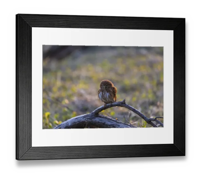 Framed Print : One East Brazilian pygmy owl (Glaucidium minutissimum) Framed Print : One East Brazilian pygmy owl (Glaucidium minutissimum)