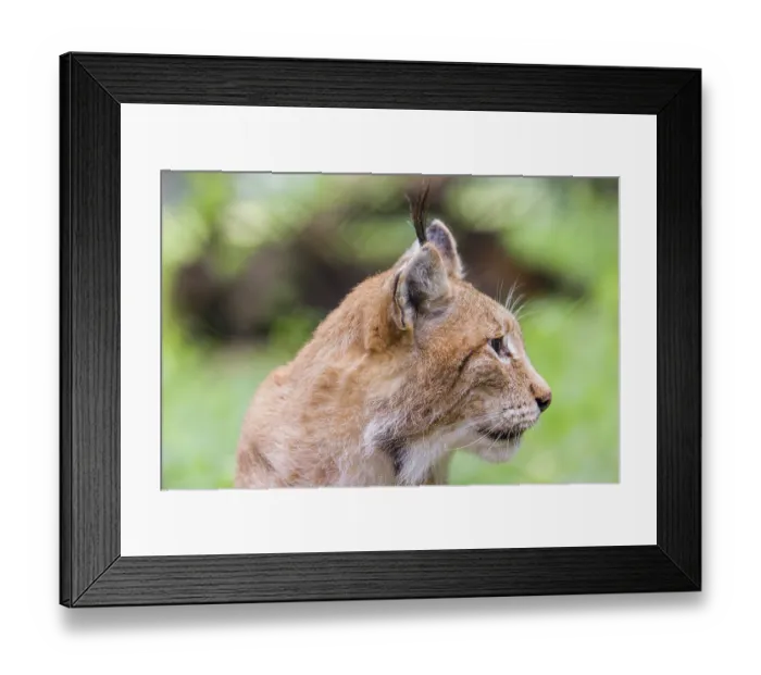 Framed Print : Portrait of Eurasian lynx (Lynx lynx) Framed Print : Portrait of Eurasian lynx (Lynx lynx)