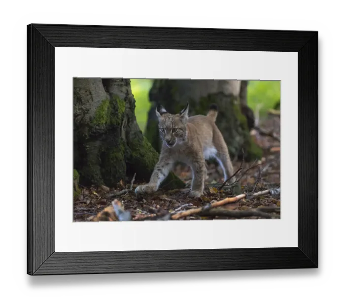 Framed Print : One young Eurasian lynx, (Lynx lynx)