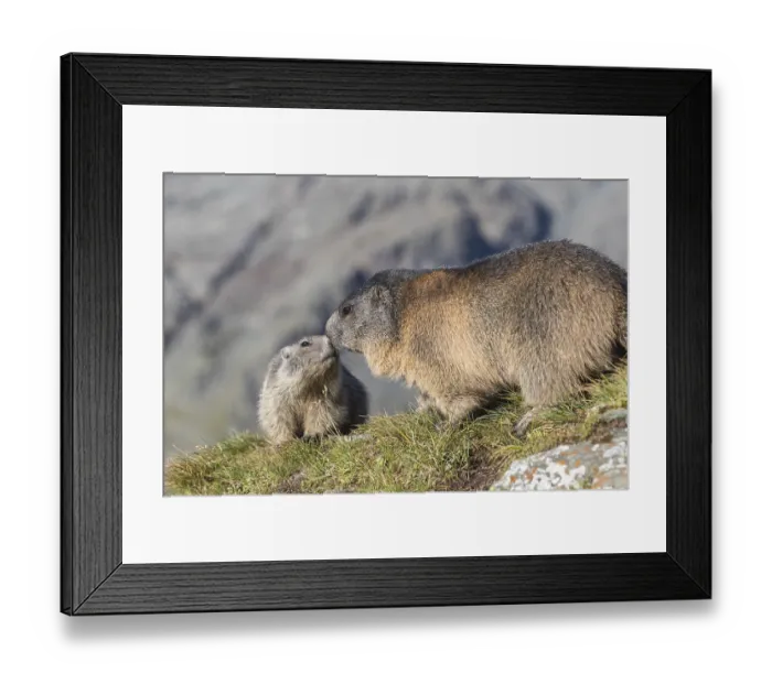 Framed Print : One young Alpine Marmot, Marmota marmota Framed Print : One young Alpine Marmot, Marmota marmota
