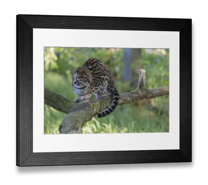 Framed Print : One Ozelot, Leopardus pardalis