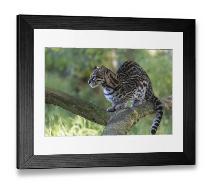 Framed Print : One Ozelot, Leopardus pardalis