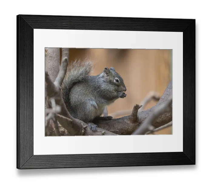 Framed Print : One Pere David's rock squirrel (Sciurotamias davidianus)