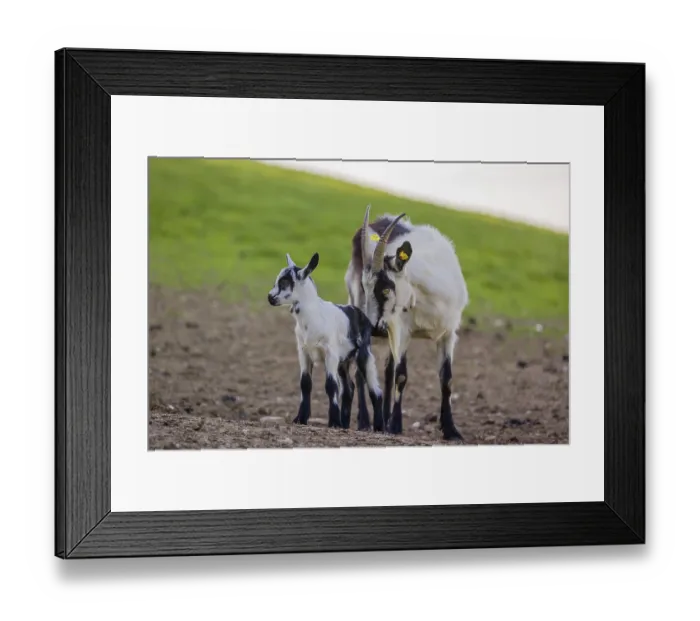 Framed Print : A female peacock goat (Capra aegagrus f)