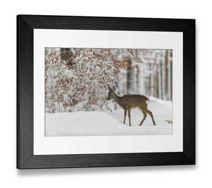 Framed Print : One young male Roe Deer, Roe buck (Capreolus capreolus)