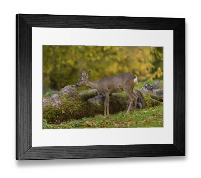 Framed Print : One female Roe Deer, (Capreolus capreolus) Framed Print : One female Roe Deer, (Capreolus capreolus)