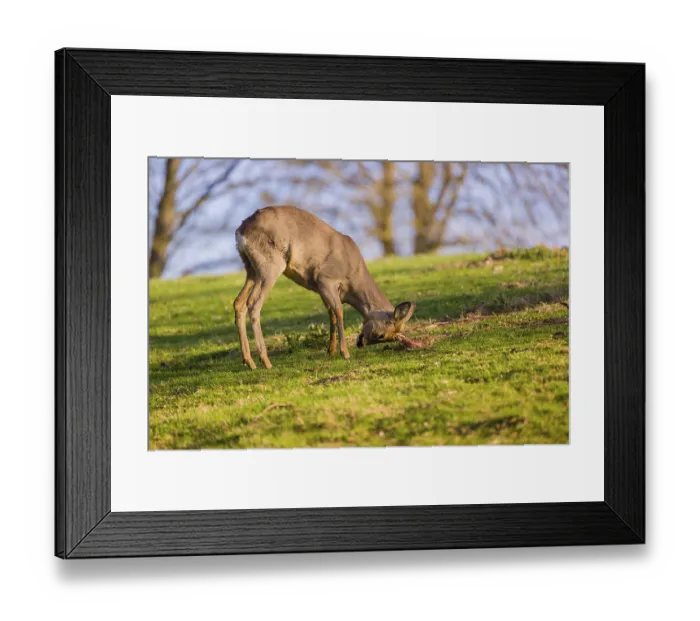 Framed Print : A roebuck (Capreolus capreolus) sweeps his antlers on the ground Framed Print : A roebuck (Capreolus capreolus) sweeps his antlers on the ground