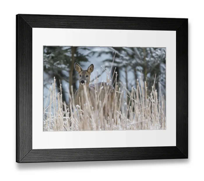 Framed Print : Roe deer standing in hoar frosted dead stinging nettle at minus 15 °C at sunrise