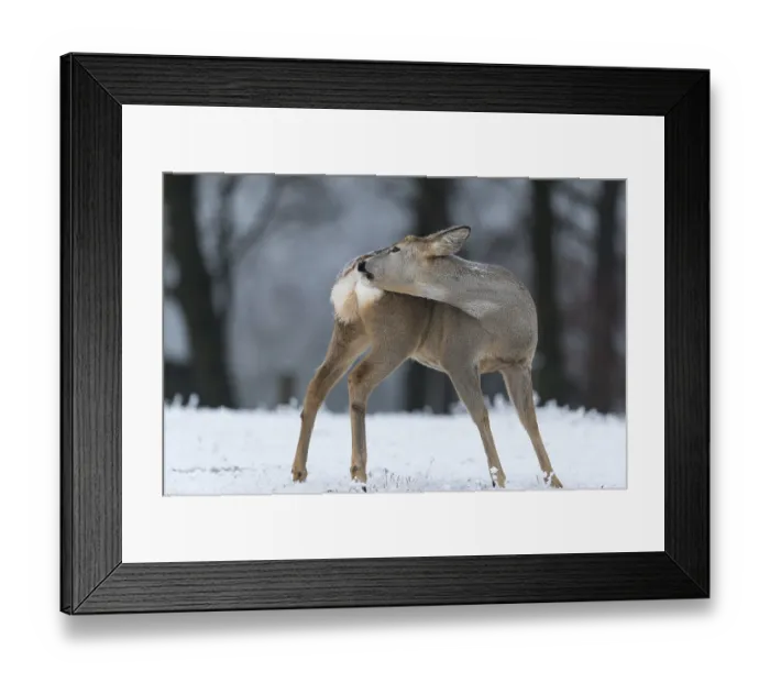 Framed Print : Roe deer standing in hoar frosted dead stinging nettle at minus 15 °C