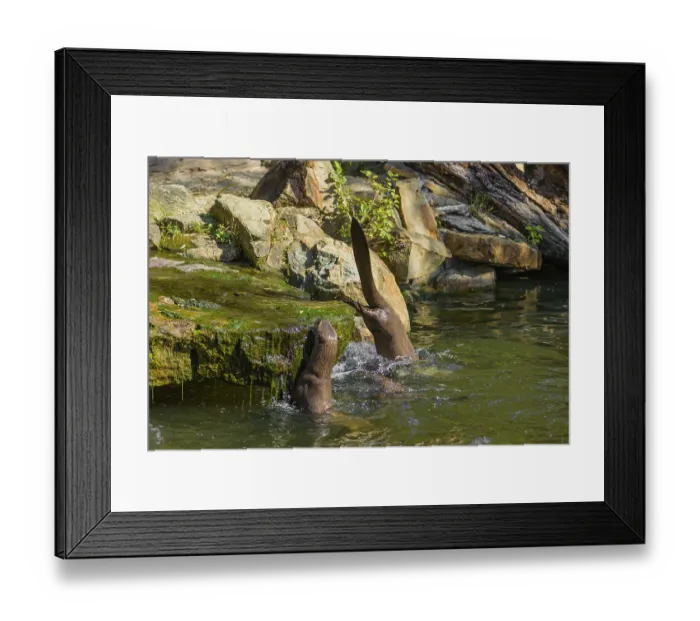 Framed Print : One giant otter or giant river otter (Pteronura brasiliensis) Framed Print : One giant otter or giant river otter (Pteronura brasiliensis)