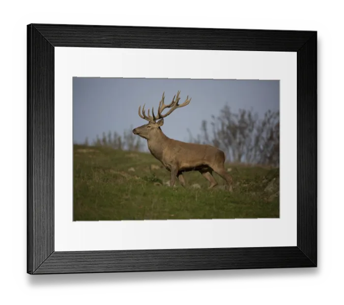 Framed Print : Red Deer stag at the rutting season