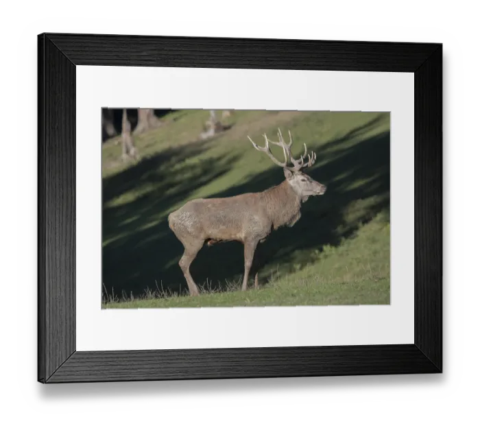 Framed Print : Red Deer stag at the rutting season, mud covered