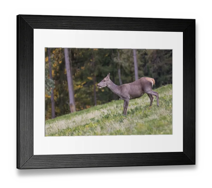 Framed Print : One red deer doe (Cervus elaphus) standing on a meadow on hilly ground
