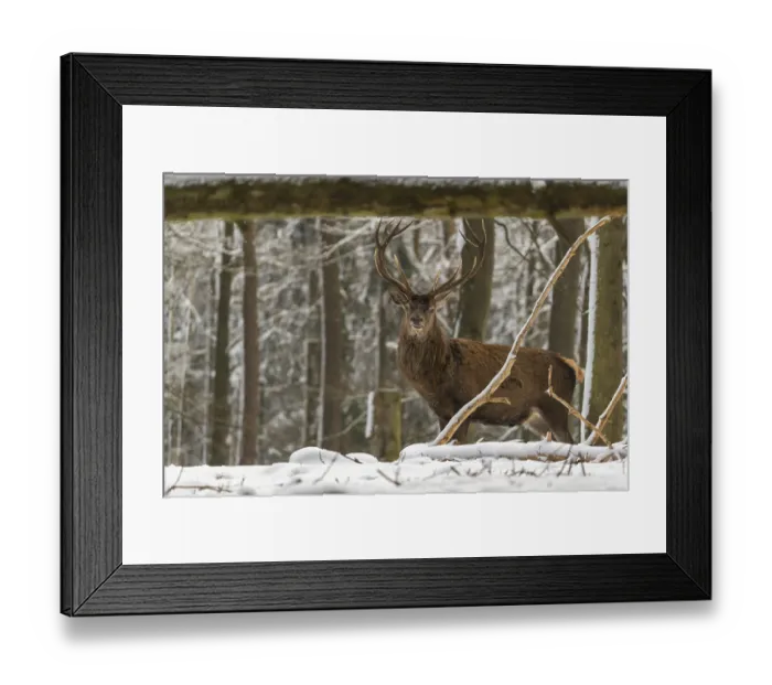 Framed Print : One Red Deer stag standing in a snow covered dense forest in winter