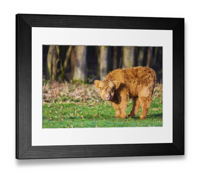 Framed Print : One Highland calf (Bos (primigenius) taurus) stands on a meadow