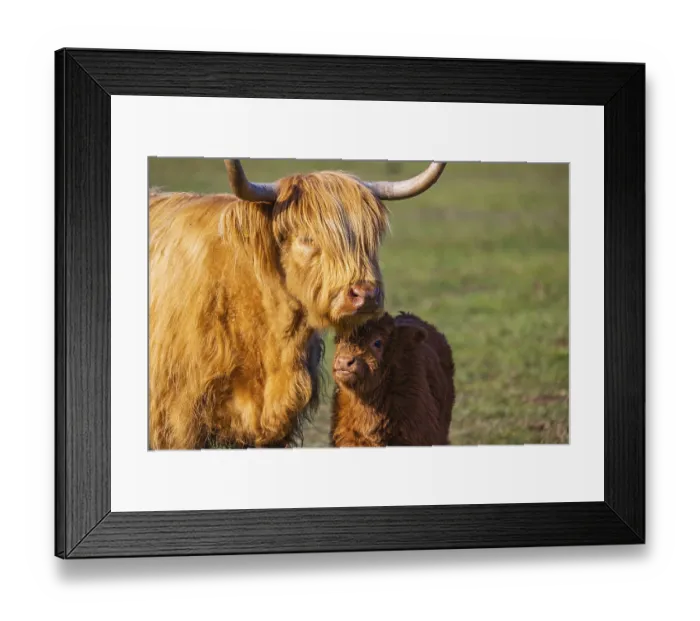 Framed Print : One Highland cow (Bos (primigenius) taurus) stands side by side with her calf on a meadow