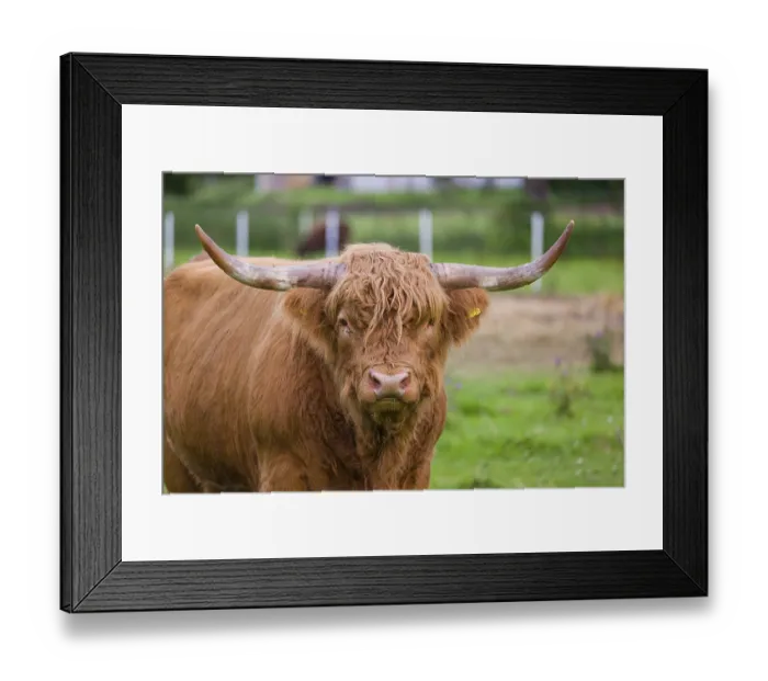 Framed Print : Portrait of a Highland bull (Bos primigenius taurus)