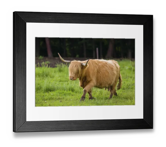 Framed Print : One Highland cow (Bos primigenius) taurus) stands on a pasture Framed Print : One Highland cow (Bos primigenius) taurus) stands on a pasture
