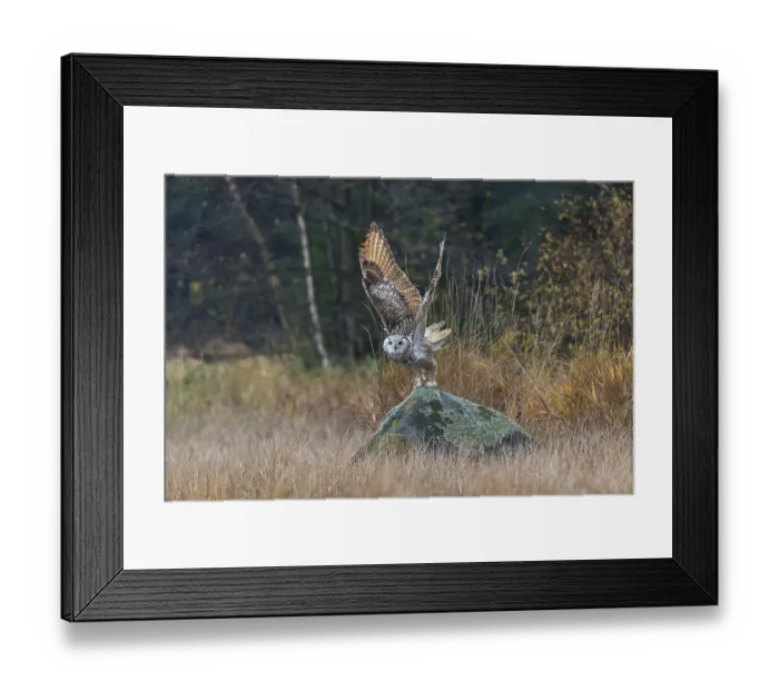 Framed Print : One Siberian Eagle Owl (Bubo bubo sibiricus)