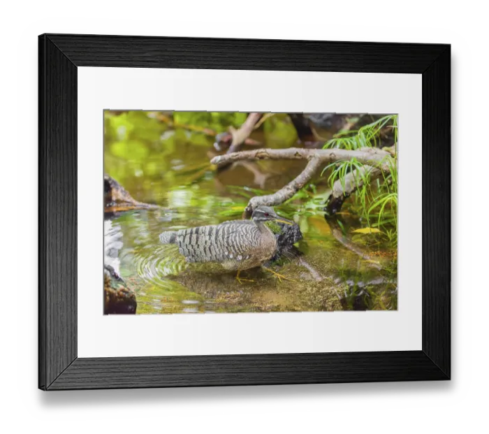 Framed Print : A sunbittern (Eurypyga helias) walks through a shallow creek in a forest searching for food Framed Print : A sunbittern (Eurypyga helias) walks through a shallow creek in a forest searching for food