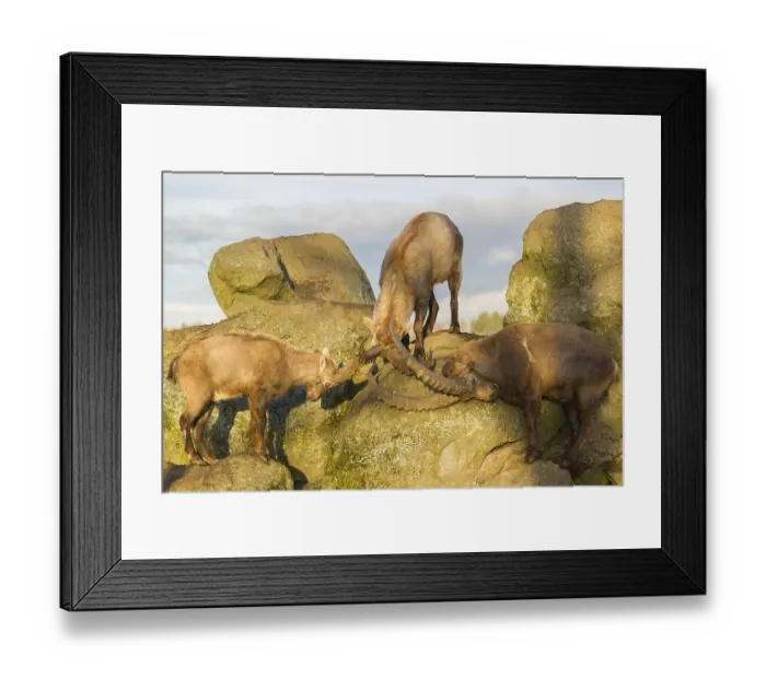 Framed Print : Three ibex (Capra ibex) playing on a rock in the last light of the day