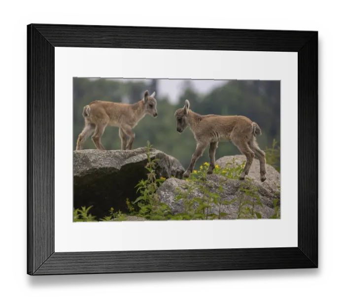 Framed Print : Two baby ibex (Capra ibex) climbing on rocks