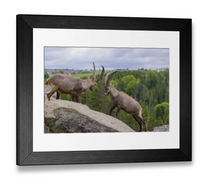 Framed Print : Two young male ibex (Capra ibex) playfight on rocks Framed Print : Two young male ibex (Capra ibex) playfight on rocks