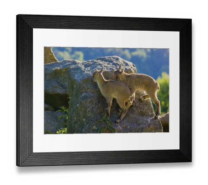 Framed Print : Two baby ibex (Capra ibex) play on a rock