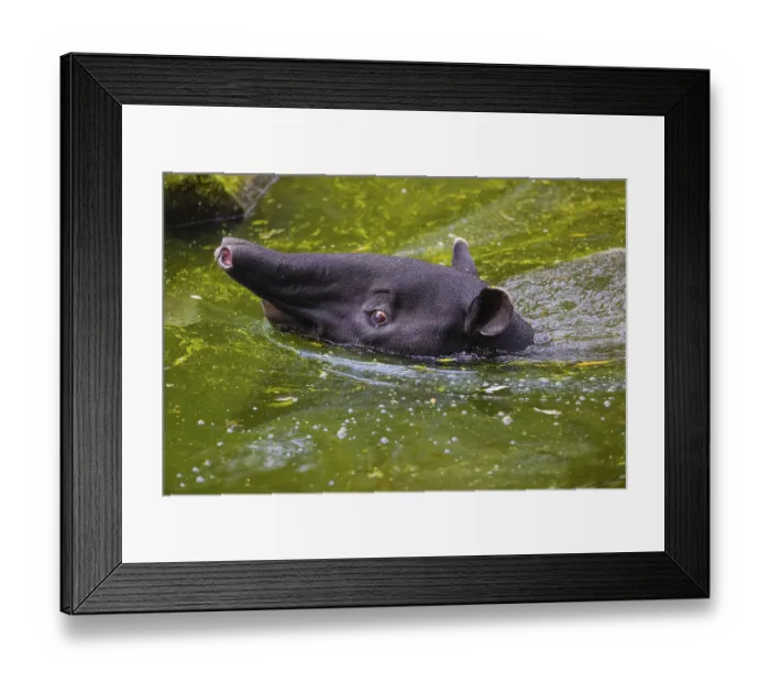 Framed Print : A Malayan tapir (Acrocodia indica) swims in a river and looks for food at the riparian vegetation Framed Print : A Malayan tapir (Acrocodia indica) swims in a river and looks for food at the riparian vegetation