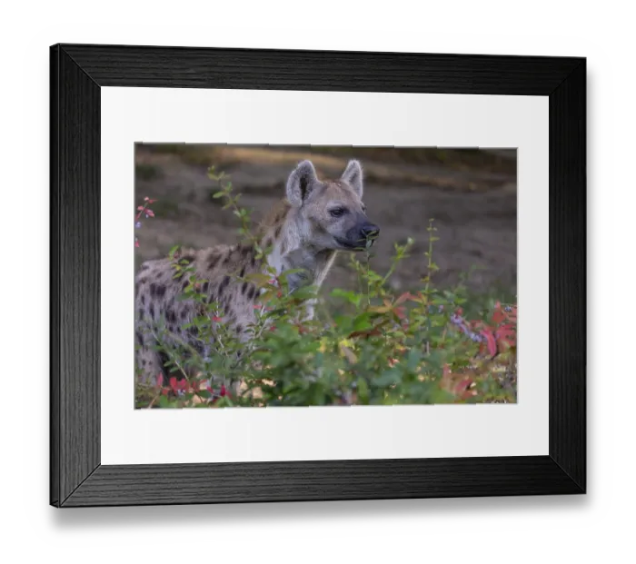 Framed Print : One young adult male spotted hyena (Crocuta crocuta) Framed Print : One young adult male spotted hyena (Crocuta crocuta)
