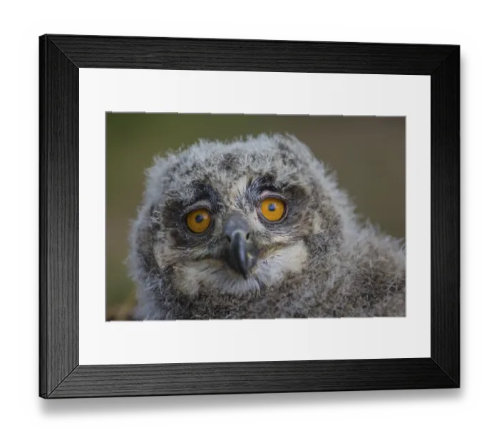 Framed Print : Portrait of an juvenile Eurasian Eagle Owl