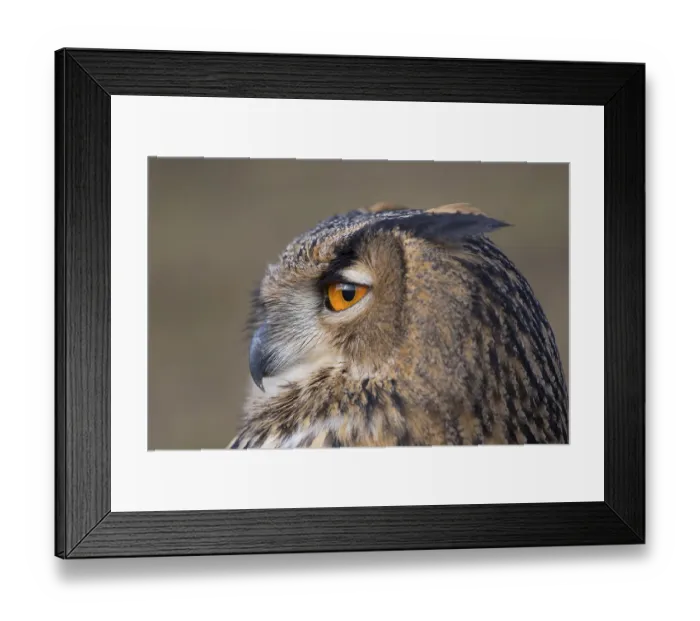 Framed Print : Portrait of an Eurasian Eagle Owl, Bubo bubo