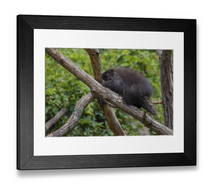 Framed Print : One North American porcupine (Erethizon dorsatum) Framed Print : One North American porcupine (Erethizon dorsatum)