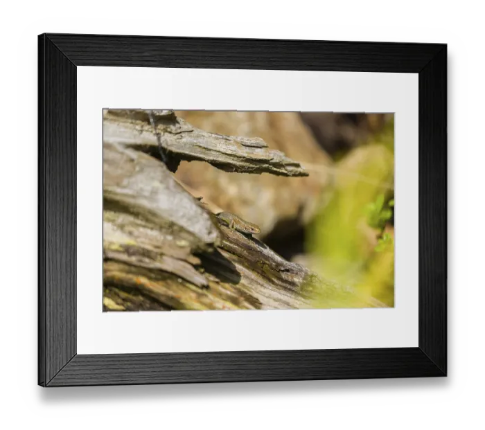 Framed Print : One viviparous lizard, or common lizard
