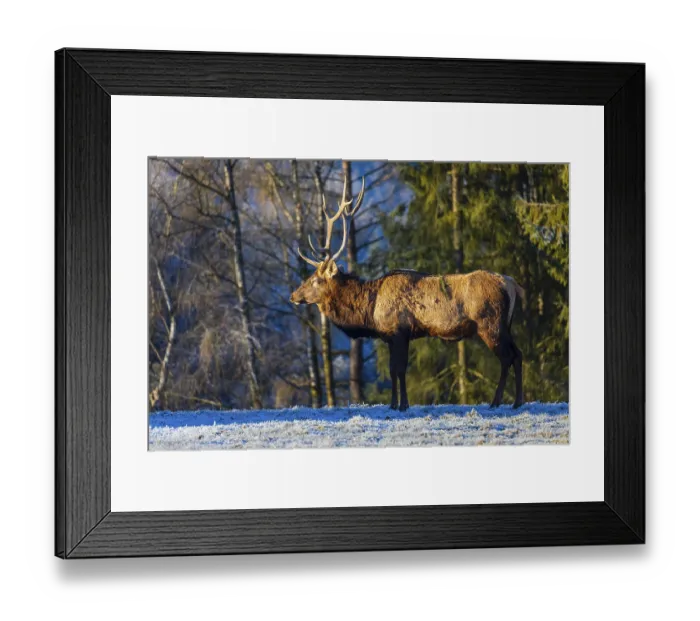 Framed Print : One Wapiti stag, Cervus canadensis