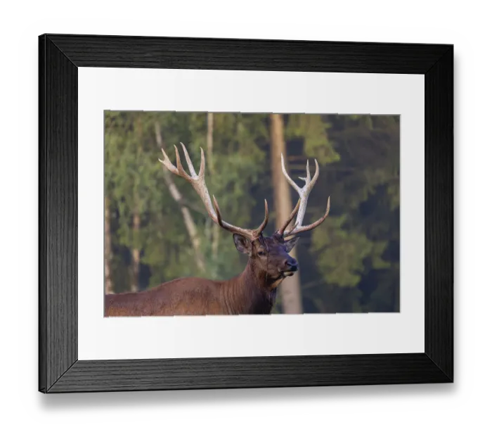 Framed Print : Portrait of a Wapiti stag, Cervus canadensis in front of a forest Framed Print : Portrait of a Wapiti stag, Cervus canadensis in front of a forest