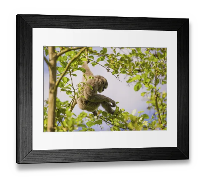 Framed Print : A White-handed gibbon, Hylobates lar