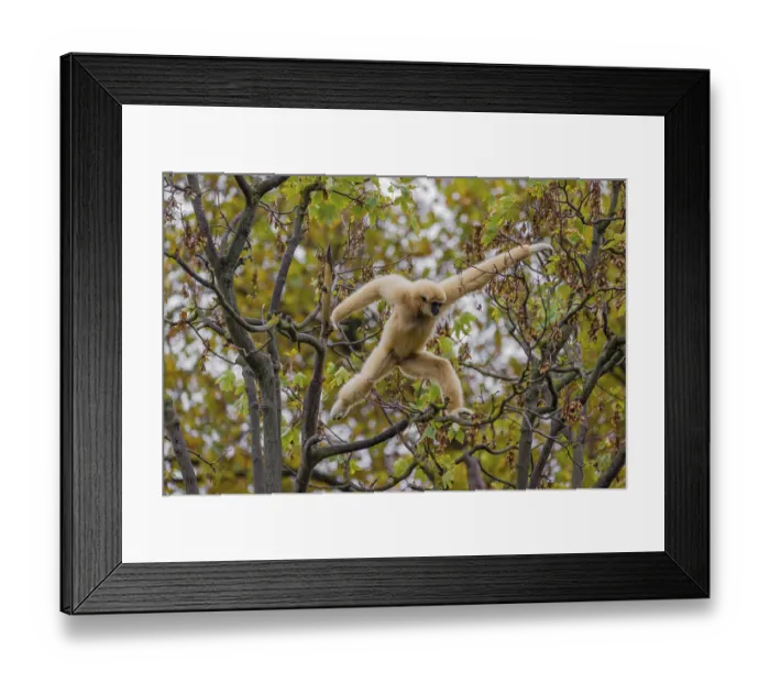Framed Print : A White-handed gibbon, Hylobates lar