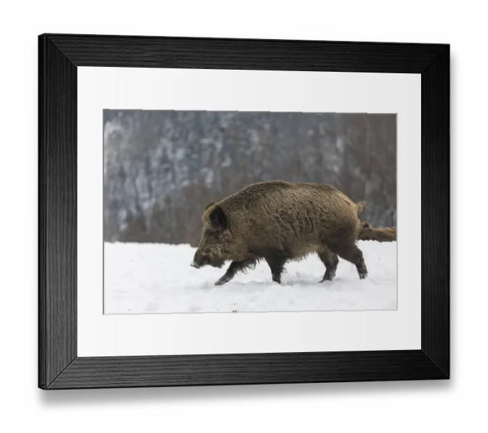 Framed Print : Wild boar or wild pig (Sus scrofa) Framed Print : Wild boar or wild pig (Sus scrofa)
