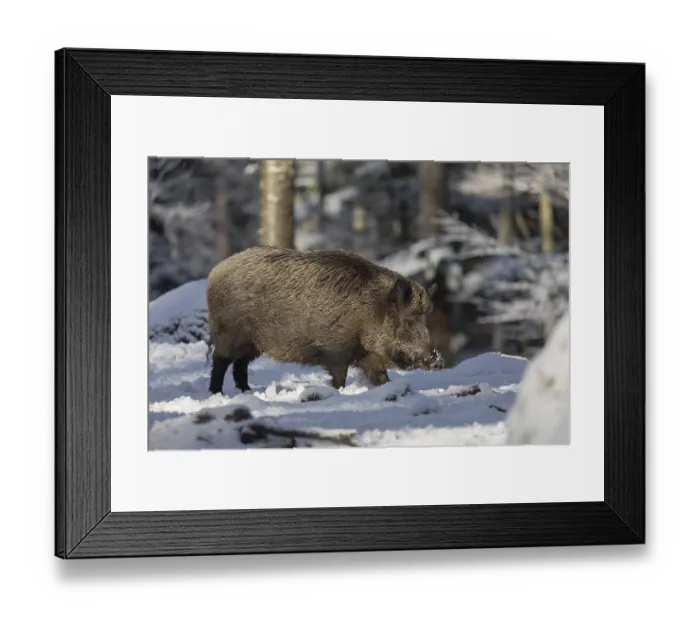 Framed Print : Wild boar or wild pig (Sus scrofa) Framed Print : Wild boar or wild pig (Sus scrofa)