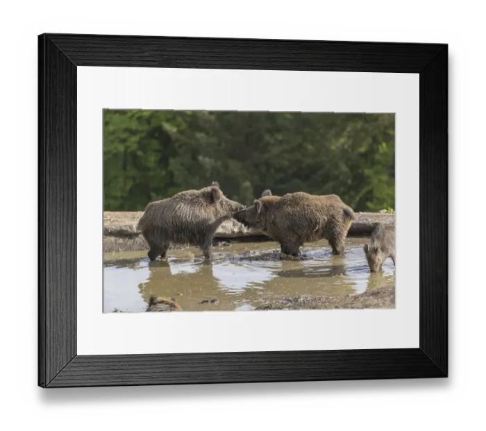 Framed Print : Two wild boar or wild pig (Sus scrofa)