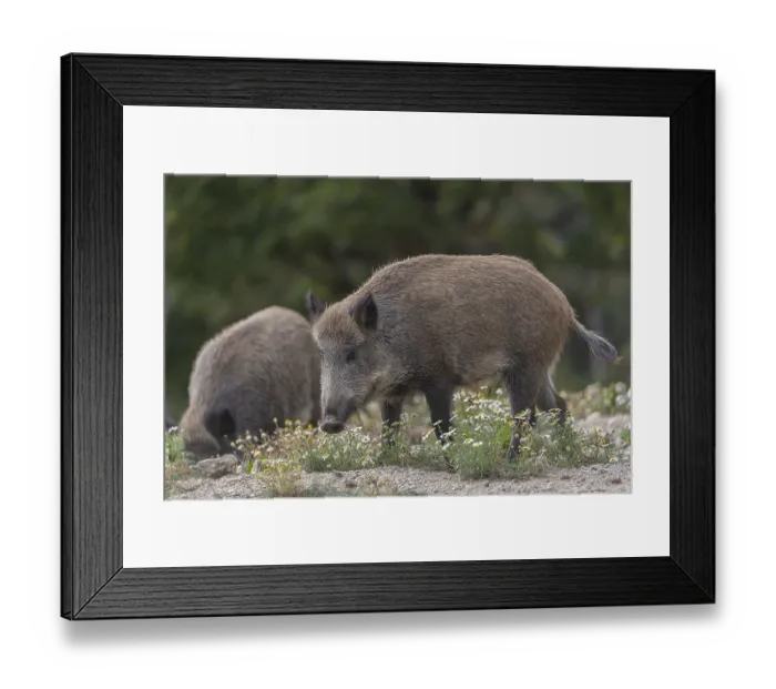 Framed Print : Two adult wild boar or wild pig (Sus scrofa)