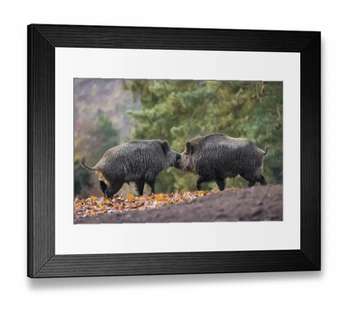 Framed Print : Two wild boar or wild pig (Sus scrofa) fight on an opening