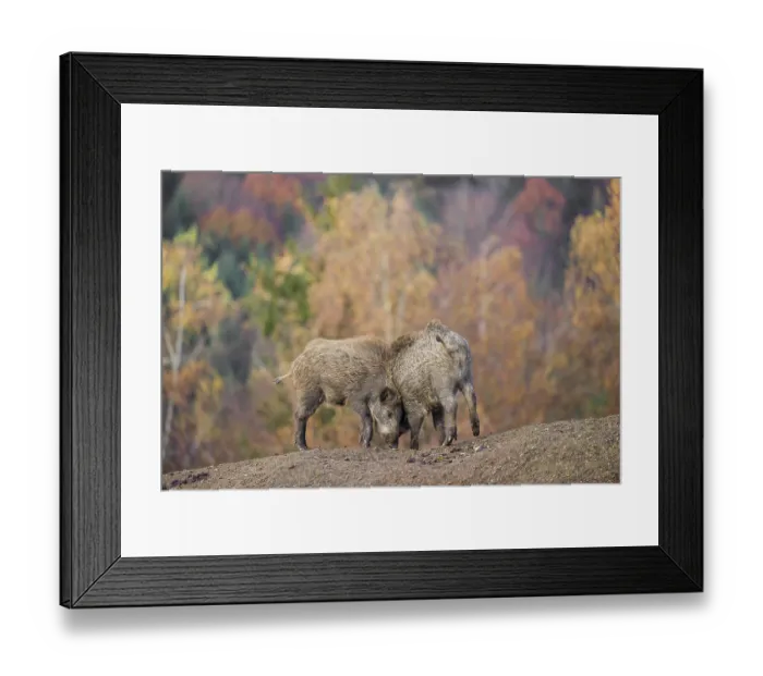 Framed Print : Two wild boar or wild pig (Sus scrofa) fight on an opening