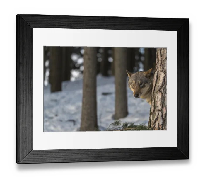 Framed Print : Portrait of one male eurasian gray wolf (Canis lupus lupus)